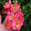 Фрезія проста Rose