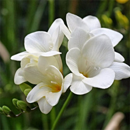 Фрезія проста White