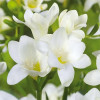 Фрезія проста White