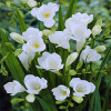 Фрезія проста White