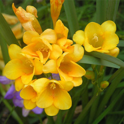Фрезія проста Yellow