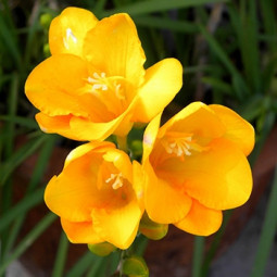 Фрезія проста Yellow