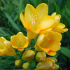 Фрезія проста Yellow
