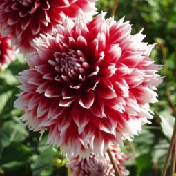 Жоржина Фімбріата Red and White Fubuki Жоржина Фімбріата Red and White Fubuki