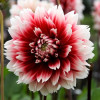 Жоржина Фімбріата Red and White Fubuki