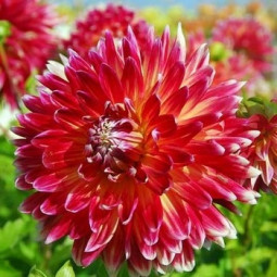 Жоржина високоросла Akita