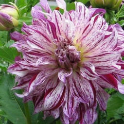 Жоржина високоросла Bristol Stripe