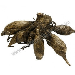 Жоржина високоросла Bristol Stripe