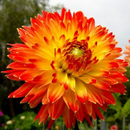 Жоржина високоросла Procyon