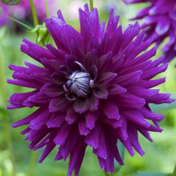 Жоржина Кактусова Purple Gem Жоржина Кактусова Purple Gem
