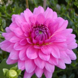 Жоржина високоросла Rosella