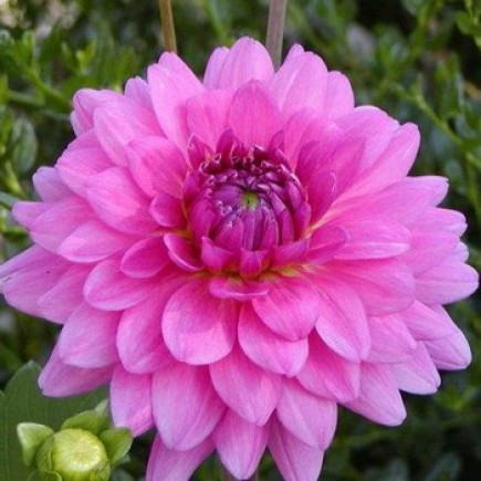 Жоржина високоросла Rosella