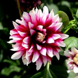 Жоржина низькоросла Verdi