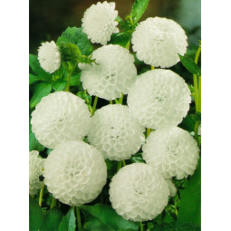 Жоржина Помпонна White Aster