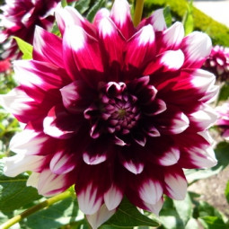 Жоржина високоросла Duet