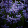 Гіацинт багатоквітковий Blue Festival