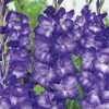 Гладіолус Великоквітковий Blue Isle