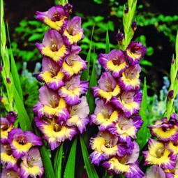 Гладіолус Великоквітковий Dynamite