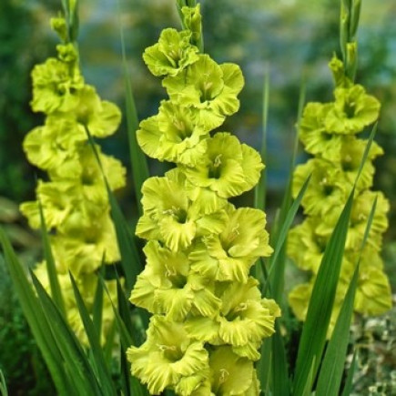 Гладіолус Великоквітковий Green Star (спецпропозиція)