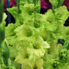 Гладіолус Великоквітковий Green Star