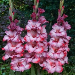 Гладіолус Великоквітковий Helvetia