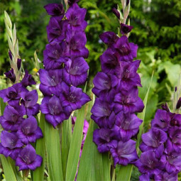 Гладіолус Великоквітковий Purple Flora
