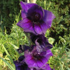 Гладіолус Великоквітковий Purple Flora