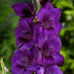 Гладіолус Великоквітковий Purple Flora