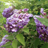 Гліцинія Amethyst контейнер 2 л