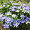 Гортензия Blaumeise контейнер 0.5 л