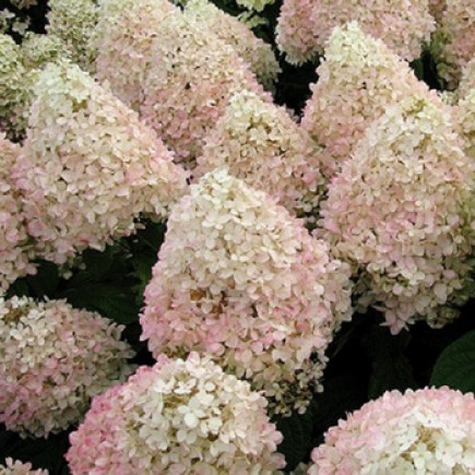 Гортензія Magical Sweet Summer
