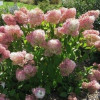 Гортензія Magical Sweet Summer