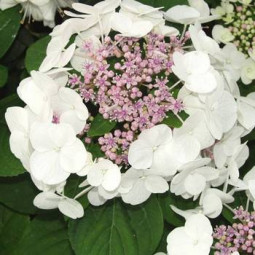 Гортензія Mariesii Grandiflora (White Wave) Гортензія Mariesii Grandiflora (White Wave)