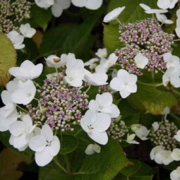 Гортензія Mariesii Grandiflora (White Wave) Гортензія Mariesii Grandiflora (White Wave)