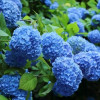 Гортензія Nikko Blue контейнер 0.5 л