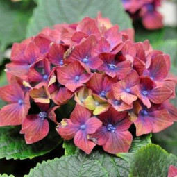 Гортензія Schloss Wackerbarth