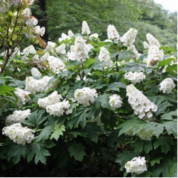 Гортензія Snow Queen
