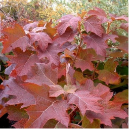 Гортензія Snow Queen