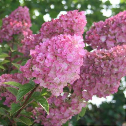 Гортензія Sundae Fraise