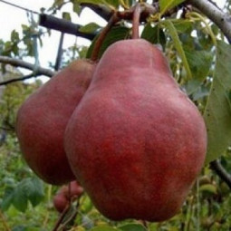 Груша Киргизька Груша Киргизька