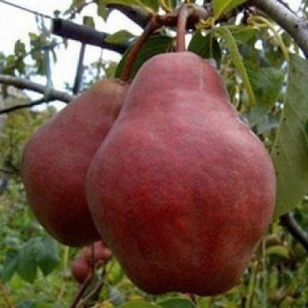 Груша Киргизька