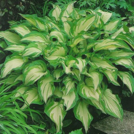 Хоста Undulata Mediovariegata (контейнер 0.5 л)