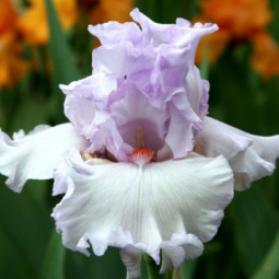 Ірис Germanica (Бородатий) Bliss Bomb