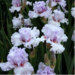 Ірис Germanica (Бородатий) Bliss Bomb