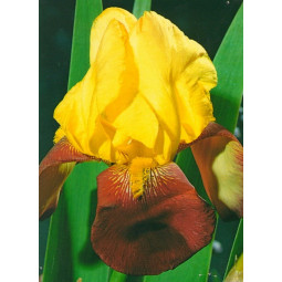 Ірис Germanica (Бородатий) Rajah Brooke