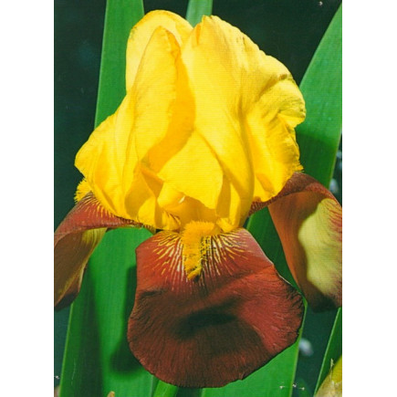 Ірис Germanica (Бородатий) Rajah Brooke