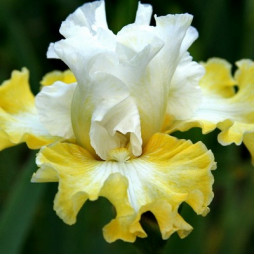 Ирис Germanica (Бородатый) Smiling Faces