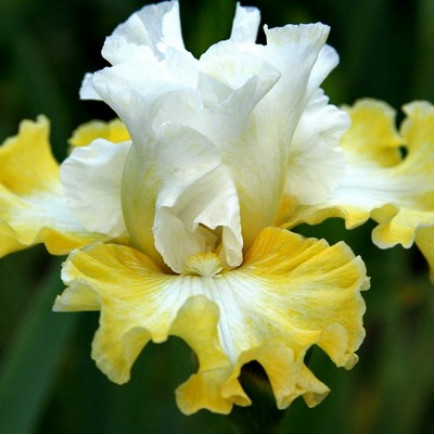 Ирис Germanica (Бородатый) Smiling Faces