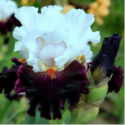 Ирис Germanica (Бородатый) Starring