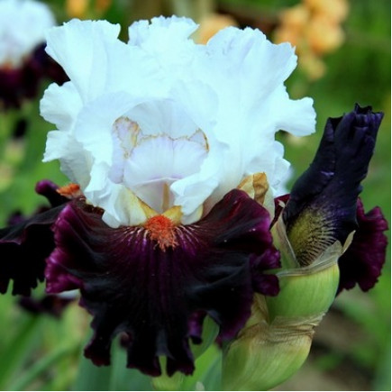 Ирис Germanica (Бородатый) Starring